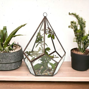 Terrarium en Verre – Grande Pyramide