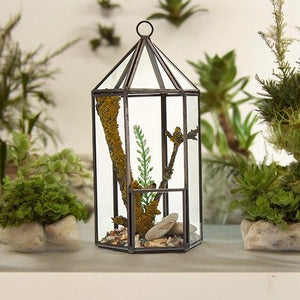 Terrarium en Verre – Forme Lanterne